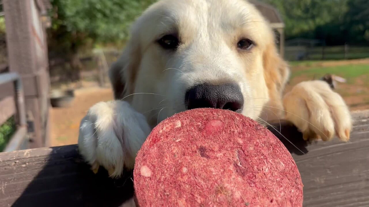 A Great Pyrenees at the homestead with a Wasabi’s patty